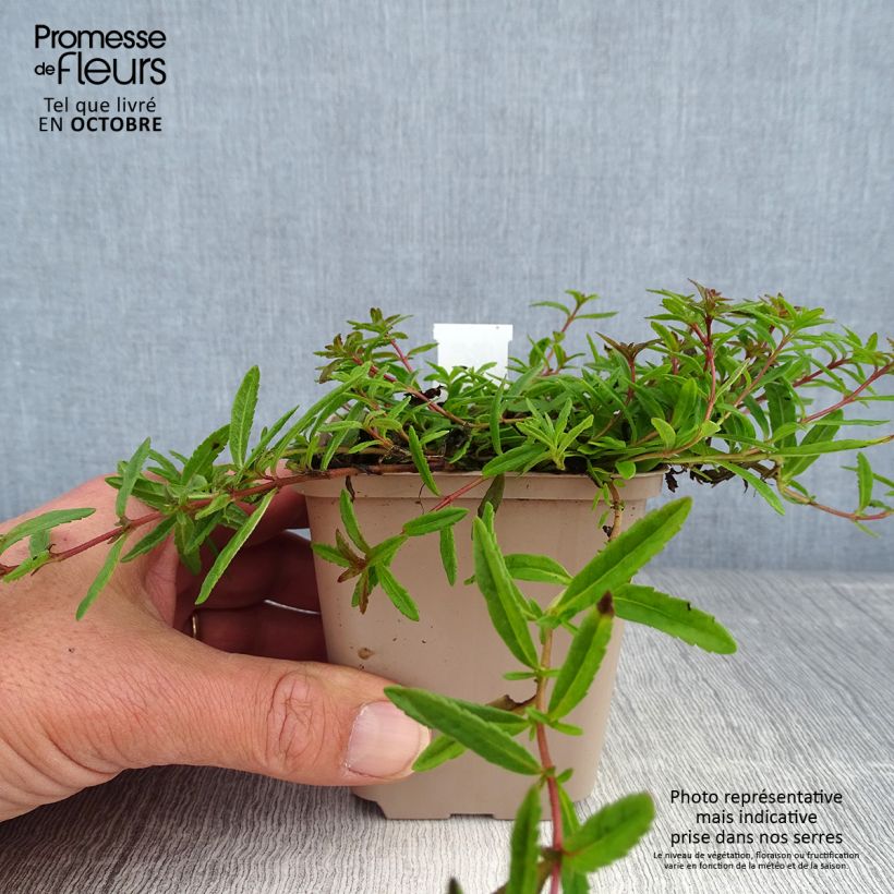 Exemplaar van Veronica prostrata - Liggende ereprijs Kweekpotje van 8/9 cm zoals geleverd in de herfst