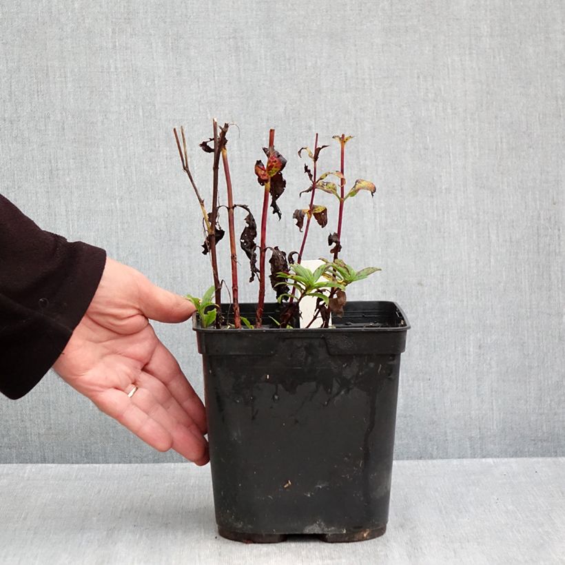Exemplaar van Veronica Purpleicious - Aar-ereprijs Pot van 2 l/3 l zoals geleverd in de herfst
