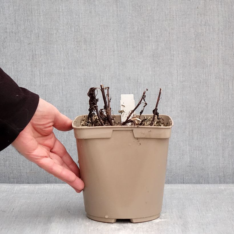 Example of Veronica Purpleicious - Aar-ereprijs Pot van 2 l/3 l as you get in hiver