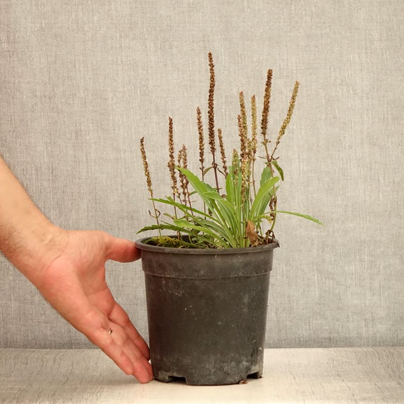 Exemplaar van Veronica spicata Baby Blue - Aar-ereprijs Pot van 2 l/3 l zoals geleverd in de zomer