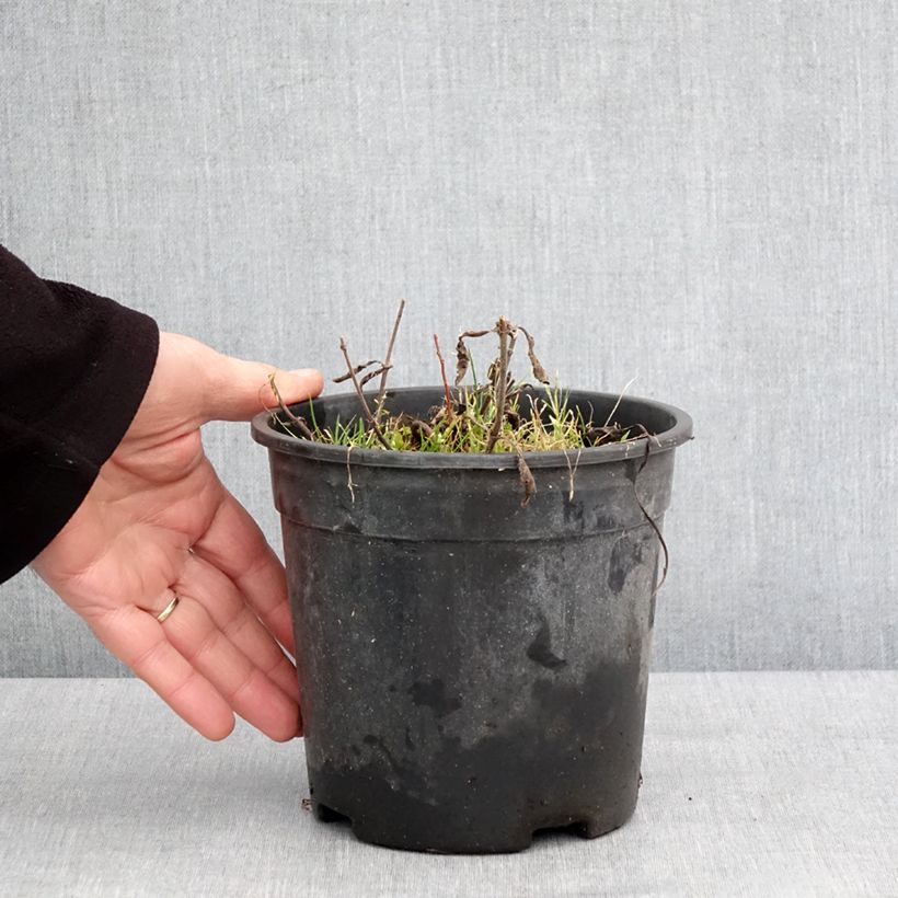 Example of Veronica spicata Baby Blue - Véronique en épis Pot van 2 l/3 l as you get in hiver