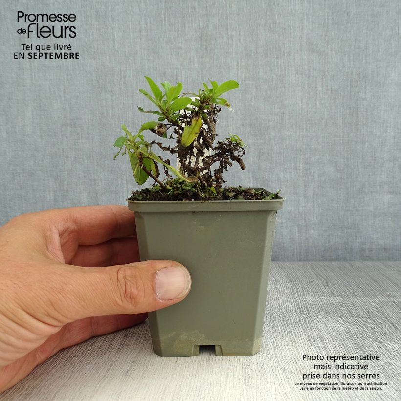 Exemplaar van Veronica spicata Erika - Aar-ereprijs Kweekpotje van 8/9 cm zoals geleverd in de zomer