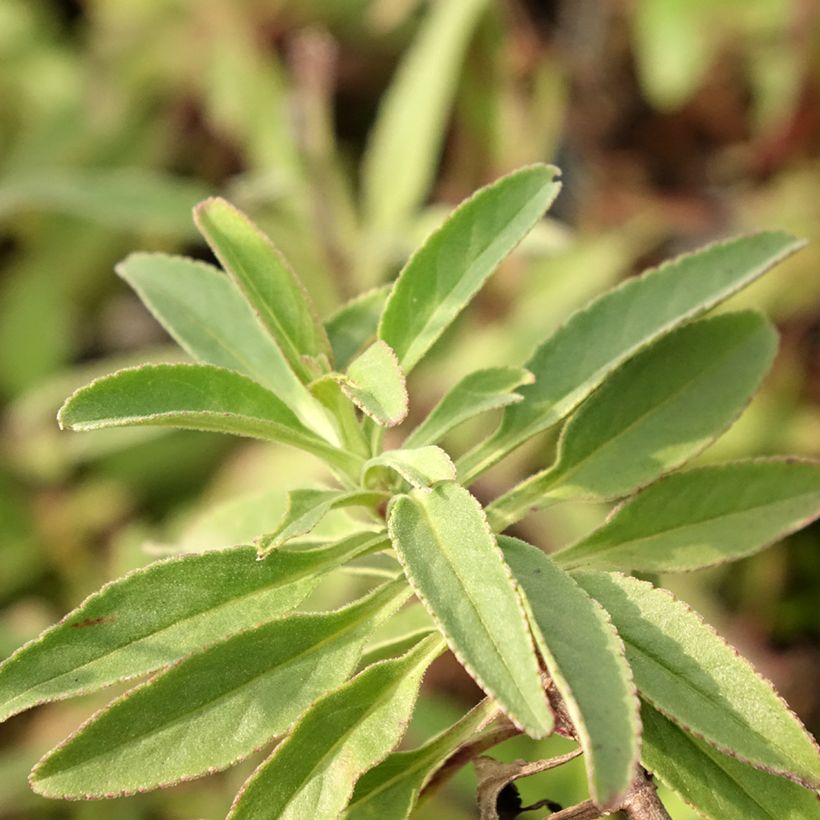 Veronica spicata Erika - Aar-ereprijs (Blad)