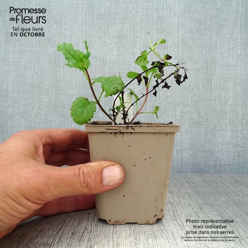 Exemplaar van Veronica First Love - Ereprijs Kweekpotje van 8/9 cm zoals geleverd in de herfst