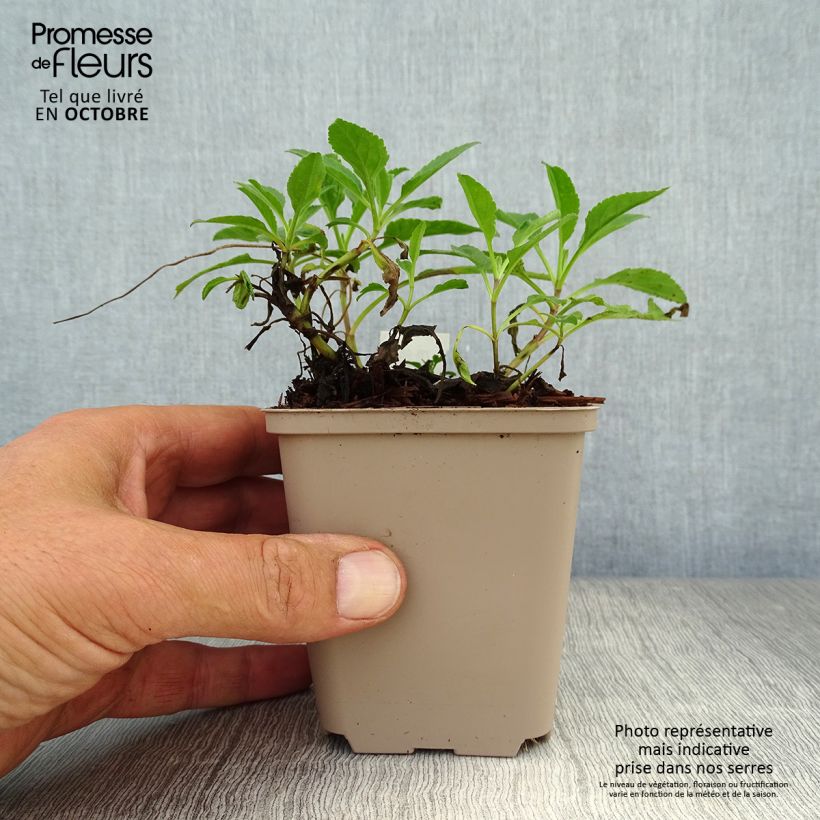 Exemplaar van Veronica spicata Rotfuchs - Aar-ereprijs Kweekpotje van 8/9 cm zoals geleverd in de herfst
