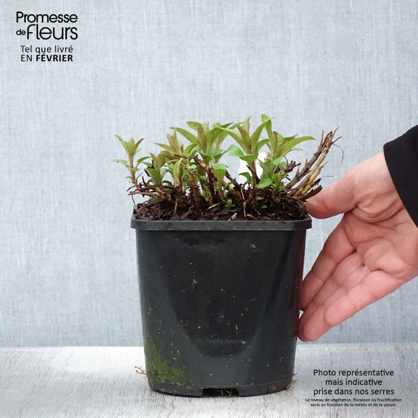 Example of Veronica spicata Royal Candles - Véronique en épis Pot van 1,5 l/2 l as you get in hiver