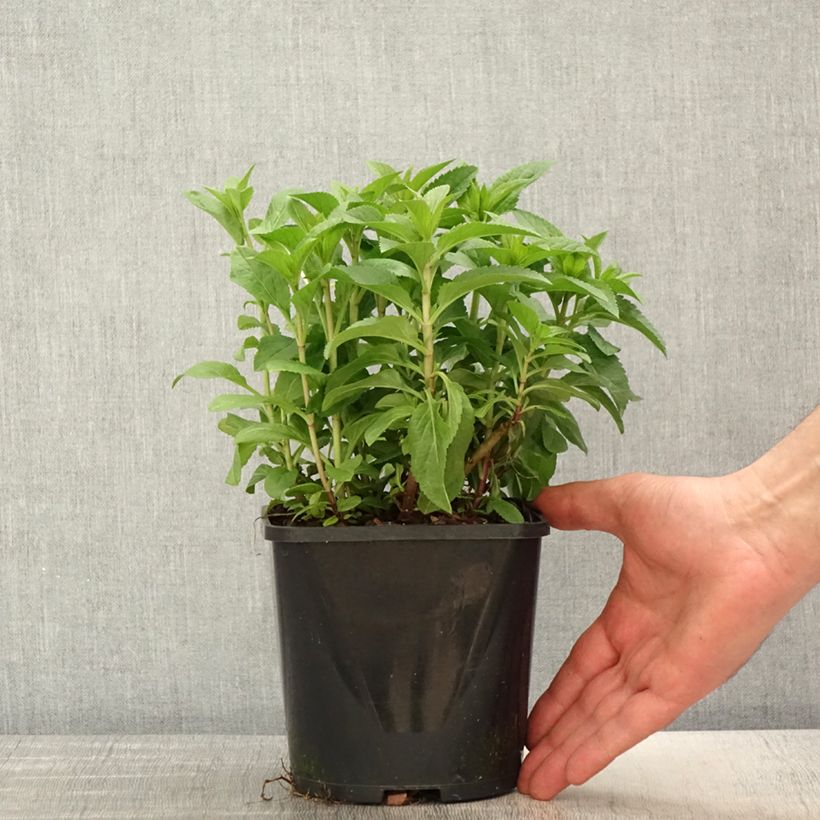 Exemplaar van Veronica spicata Royal Candles Glory - Aar-ereprijs Pot van 1,5 l/2 l zoals geleverd in de lente