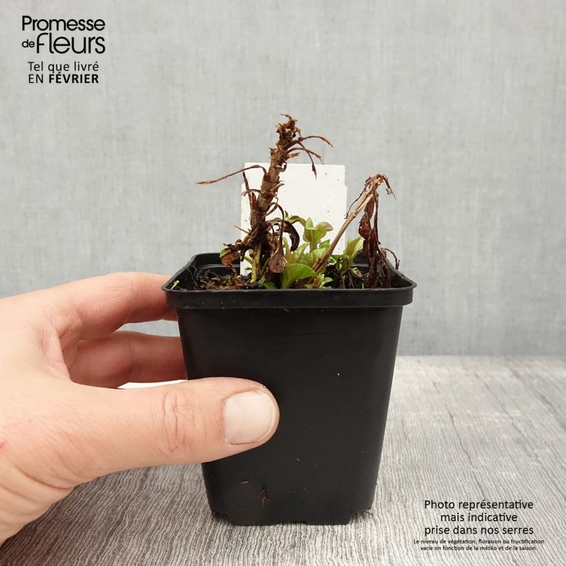 Example of Veronica spicata Ulster Dwarf Blue - Véronique en épis Kweekpotje van 8/9 cm as you get in hiver