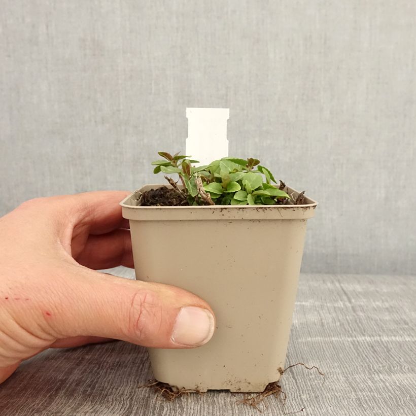 Exemplaar van Veronica spicata Ulster Blue Dwarf - Aar-ereprijs Kweekpotje van 8/9 cm zoals geleverd in de lente