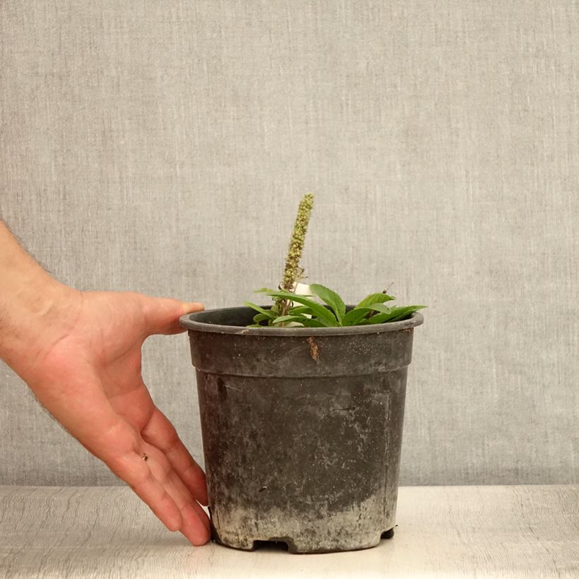 Exemplaar van Veronica spicata Ulster Blue Dwarf - Aar-ereprijs Pot van 2 l/3 l zoals geleverd in de zomer