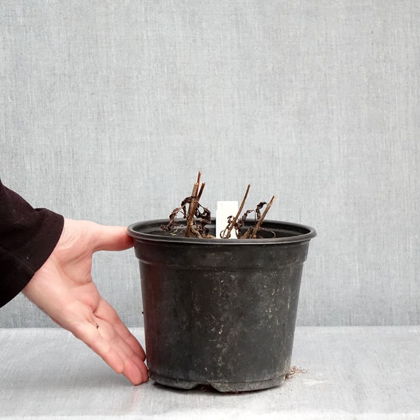 Example of Veronica spicata Ulster Dwarf Blue - Véronique en épis Pot van 2 l/3 l as you get in hiver