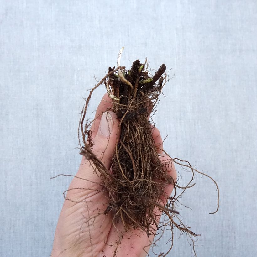 Example of Veronica spicata Ulster Dwarf Blue - Véronique en épis Naakte wortel as you get in hiver