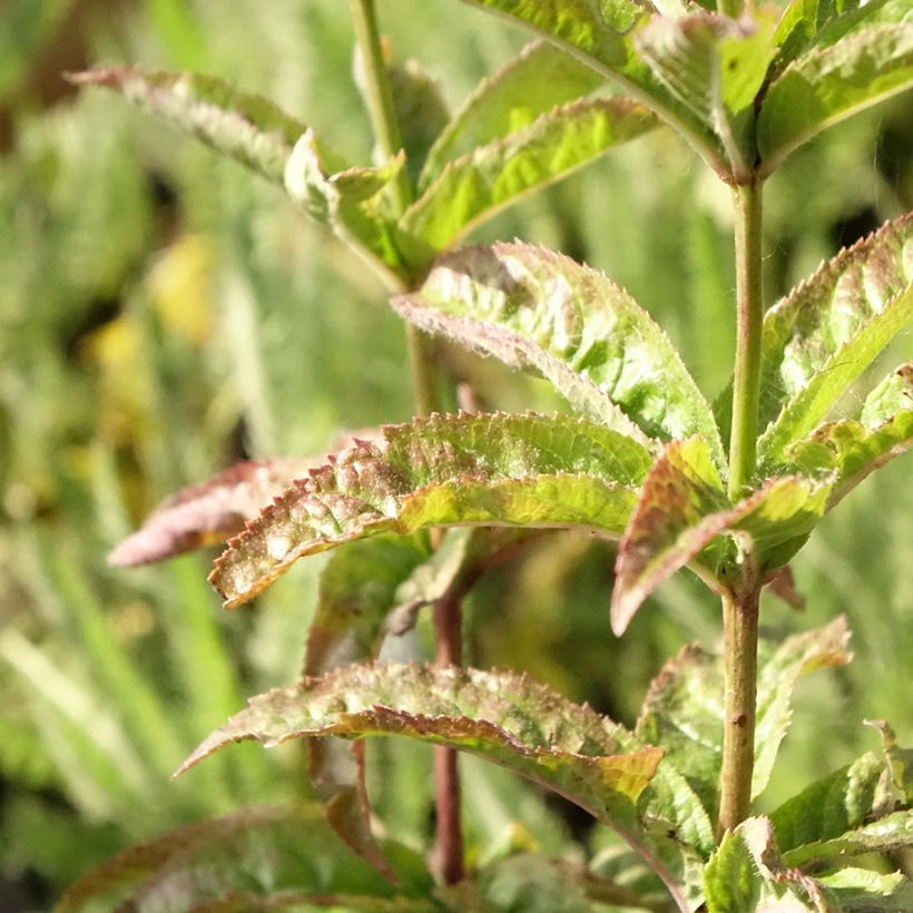 Veronicastrum virginicum Cupid - Virginische ereprijs (Blad)