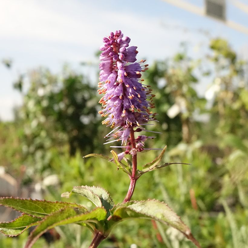 Veronicastrum virginicum Cupid - Virginische ereprijs (Bloei)