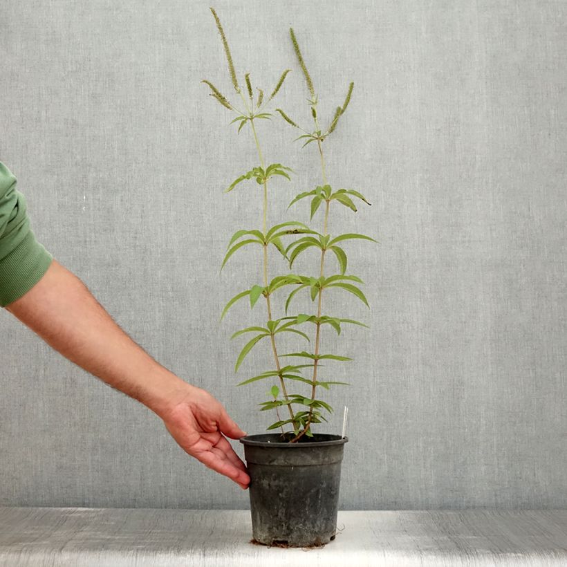 Exemplaar van Veronicastrum virginicum Fascination - Virginische ereprijs Pot van 2 l/3 l zoals geleverd in de zomer