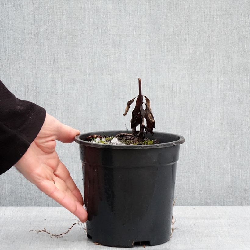 Example of Veronicastrum virginicum Fascination - Virginische ereprijs Pot van 2 l/3 l as you get in hiver