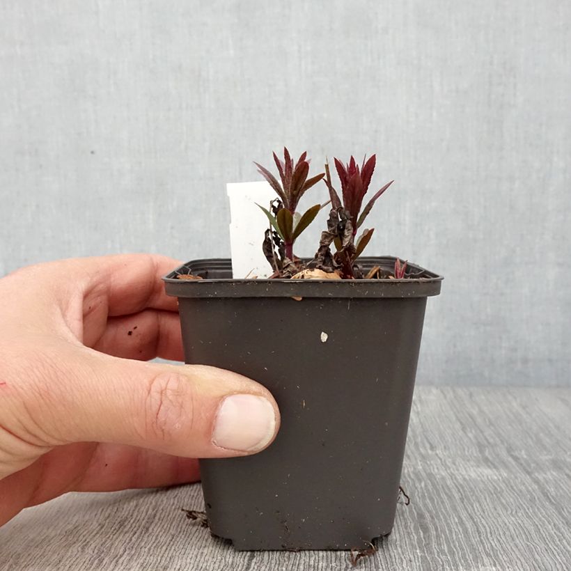 Exemplaar van Veronicastrum virginicum Kleine Erika - Virginische ereprijs Kweekpotje van 8/9 cm zoals geleverd in de lente