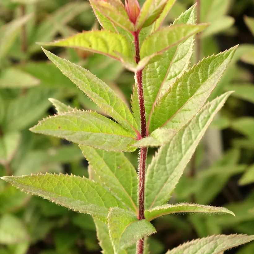 Veronicastrum virginicum Kleine Erika - Virginische ereprijs (Blad)