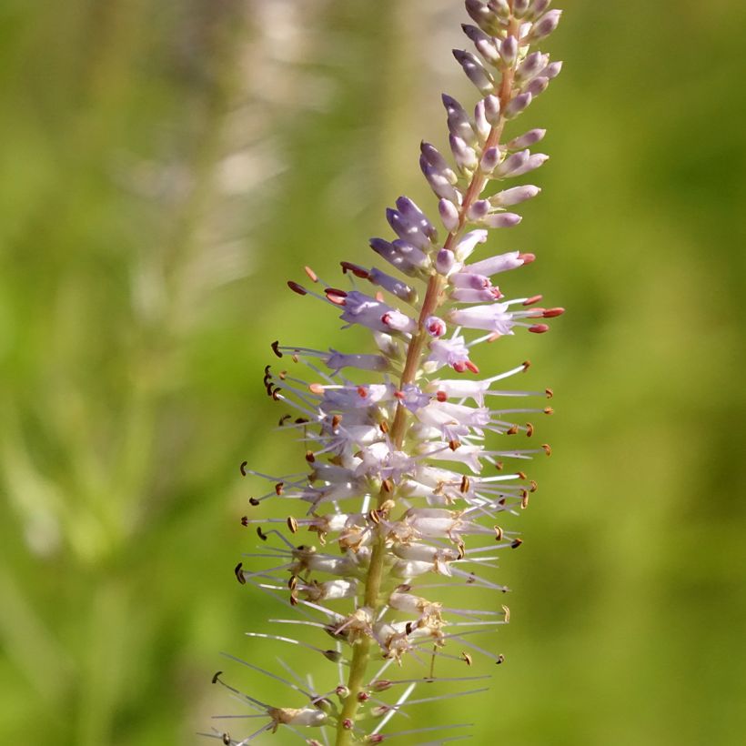 Veronicastrum virginicum Lavendelturm - Virginische ereprijs (Bloei)