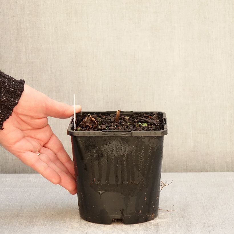 Exemplaar van Veronicastrum virginicum Pink Glow - Virginische ereprijs Pot van 2 l/3 l zoals geleverd in de winter