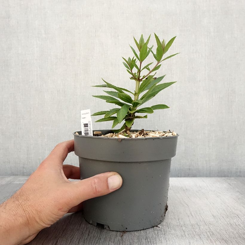 Exemplaar van Veronicastrum virginicum var. album - Virginische ereprijs Pot van 2 l/3 l zoals geleverd in de herfst