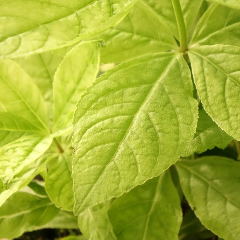 Veronicastrum virginicum Apollo - Virginische ereprijs (Blad)