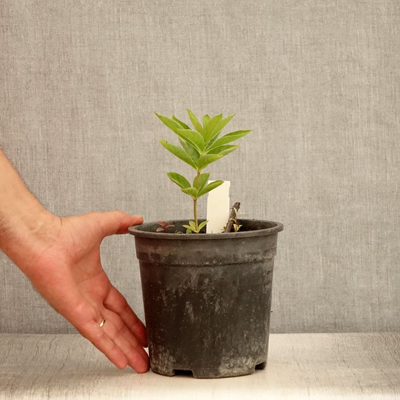 Exemplaar van Veronicastrum virginicum Apollo - Virginische ereprijs Pot van 2 l/3 l zoals geleverd in de zomer