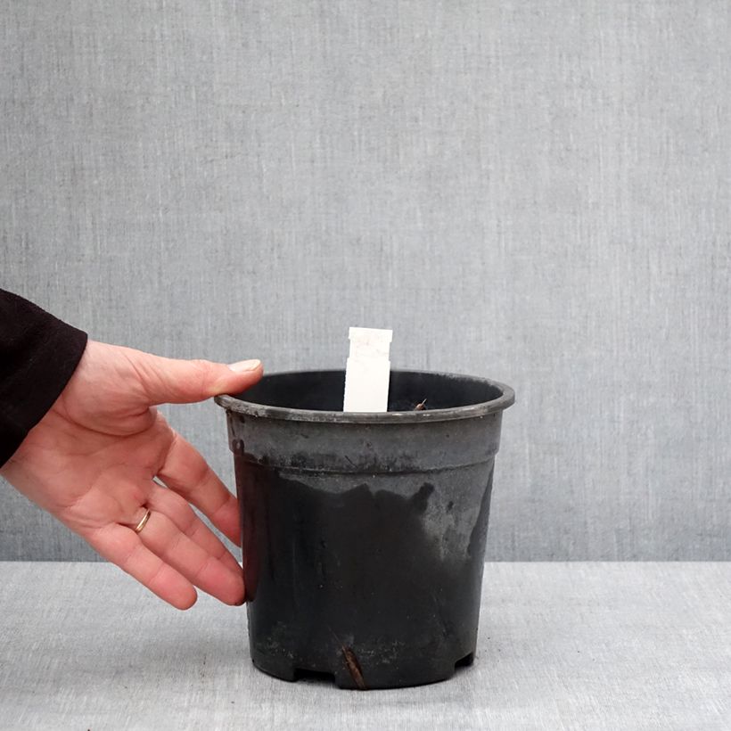 Example of Véronique Apollo - Veronicastrum virginicum Apollo Pot van 2 l/3 l as you get in hiver