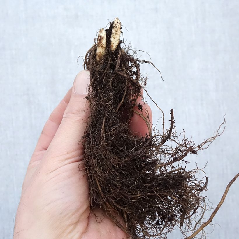 Example of Véronique Apollo - Veronicastrum virginicum Apollo Naakte wortel as you get in hiver