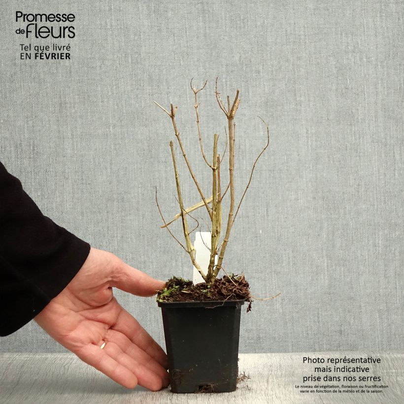 Exemplaar van Citroenverbena - Aloysia triphylla (jonge planten) Kweekpotje van 7/8 cm zoals geleverd in de winter