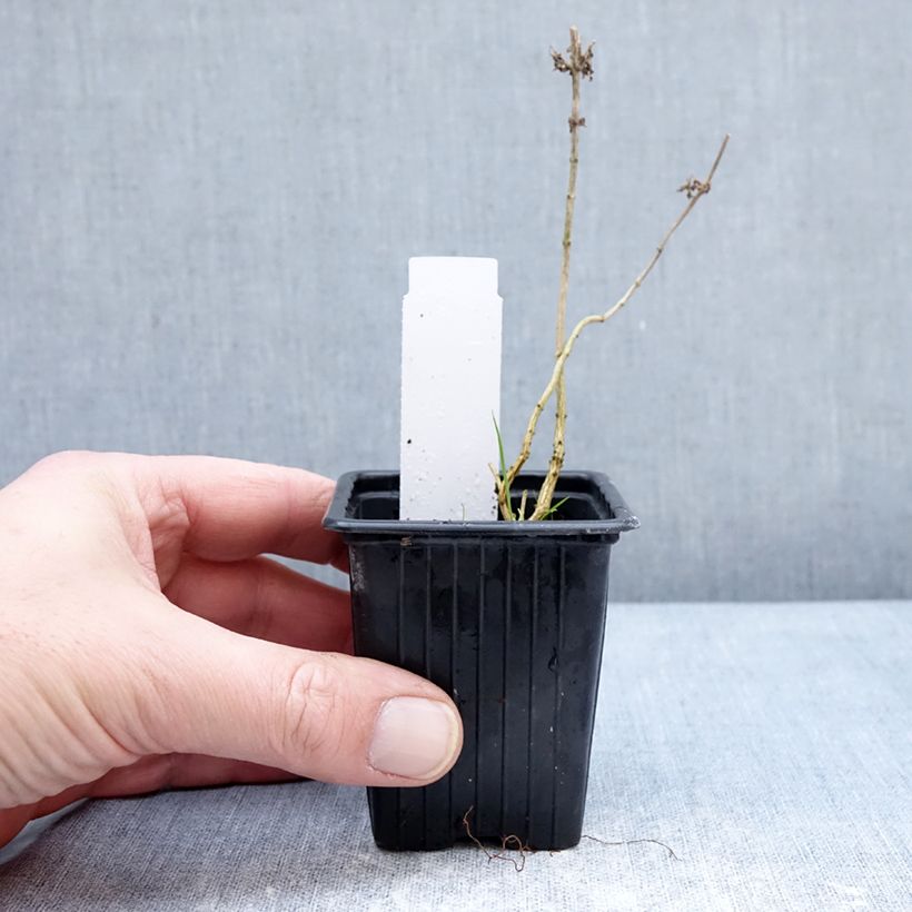 Exemplaar van Citroenverbena - Aloysia triphylla (jonge planten) Kweekpotje van 8/9 cm zoals geleverd in de winter