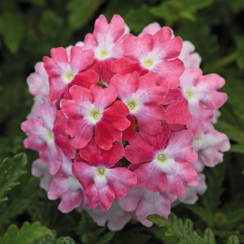 Verbena Endurascape Pink Fizz - Hangverbena (Flowering)