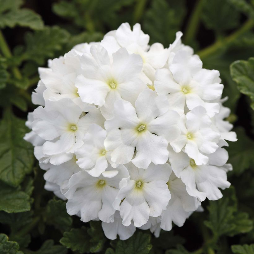Verbena Endurascape White - Hangverbena (Flowering)