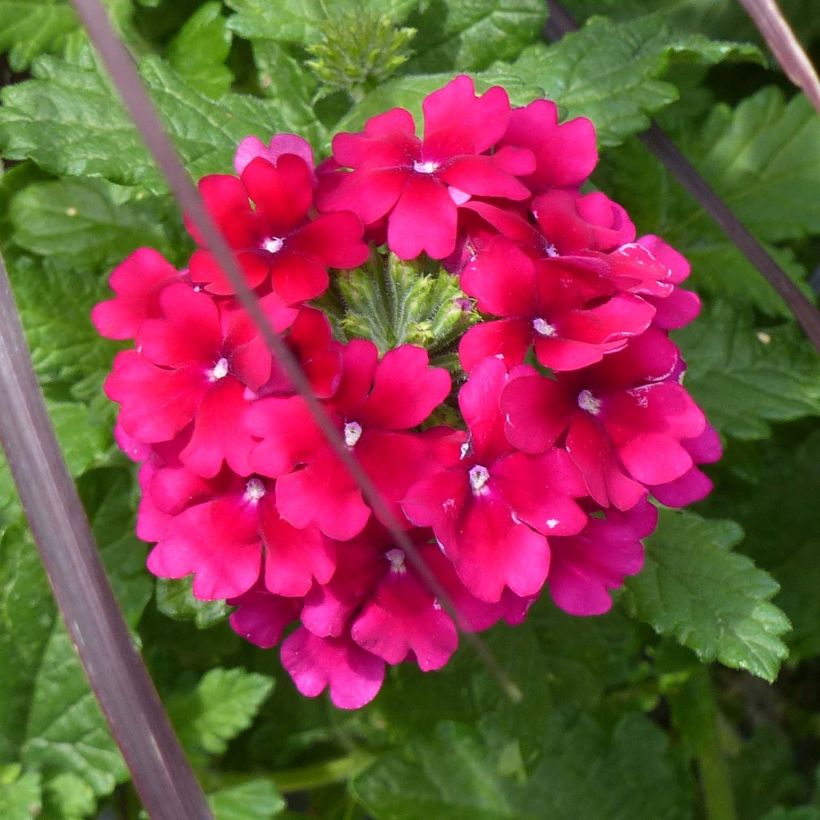 Verbena Virgo Burgundy - Hangverbena (Flowering)
