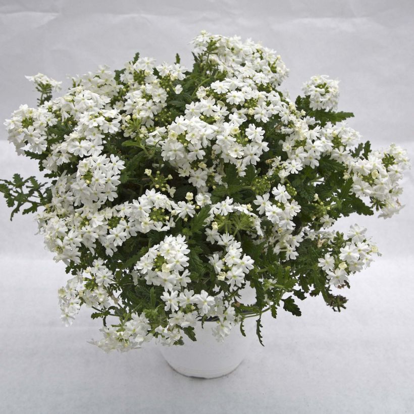 Verbena Virgo White - Hangverbena (Plant habit)