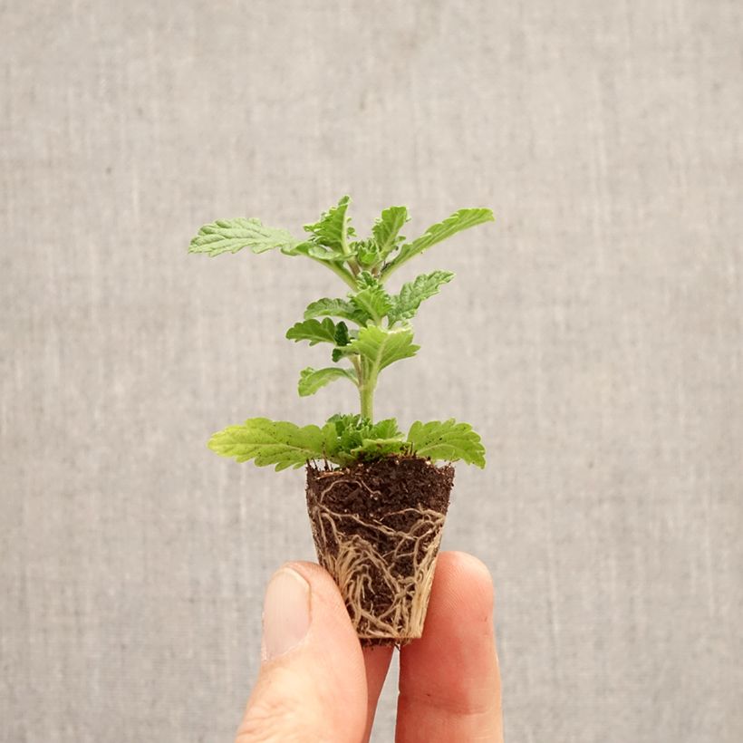 Exemplaar van Verbena Firehouse Peppermint (Red Star) - Hangverbena Mini-mot Ø 3/4 cm zoals geleverd in de lente