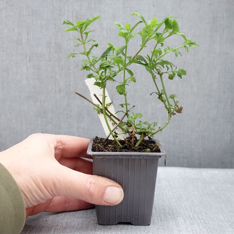 Example of Verveine Seabrook's Lavender Kweekpotje van 8/9 cm as you get in hiver