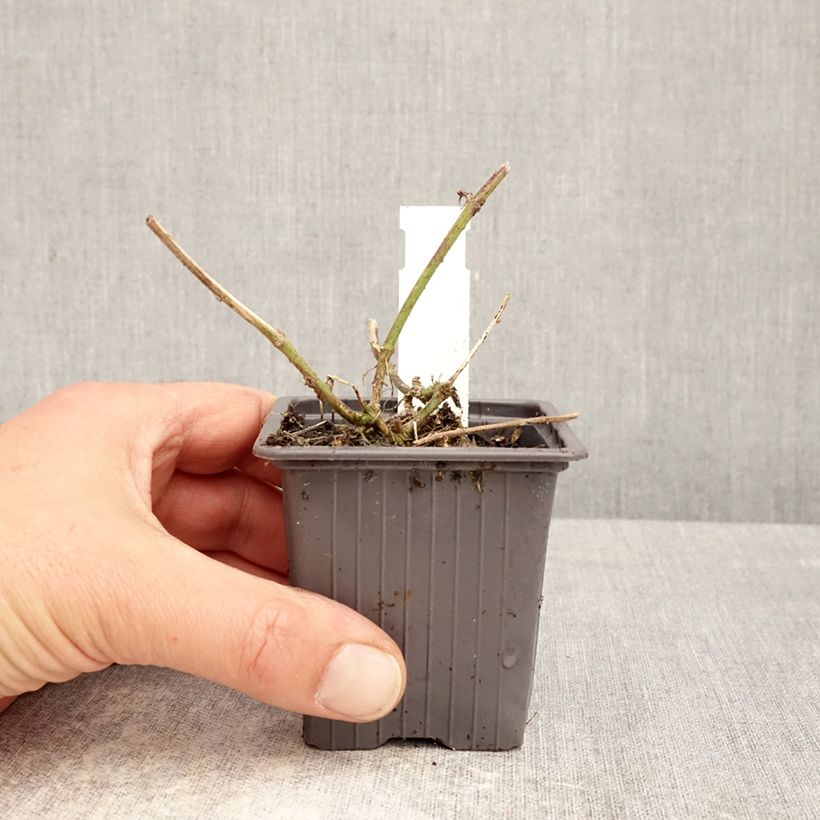 Exemplaar van Verveine Seabrooks Lavender Kweekpotje van 8/9 cm zoals geleverd in de lente