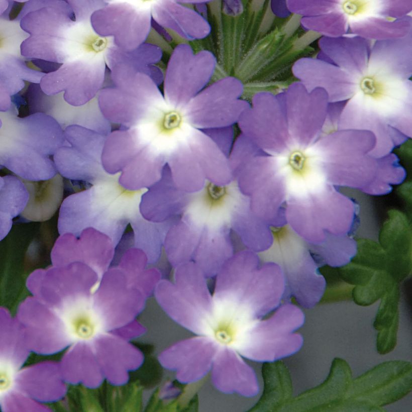 Verbena Lavender White - Hangverbena (Flowering)