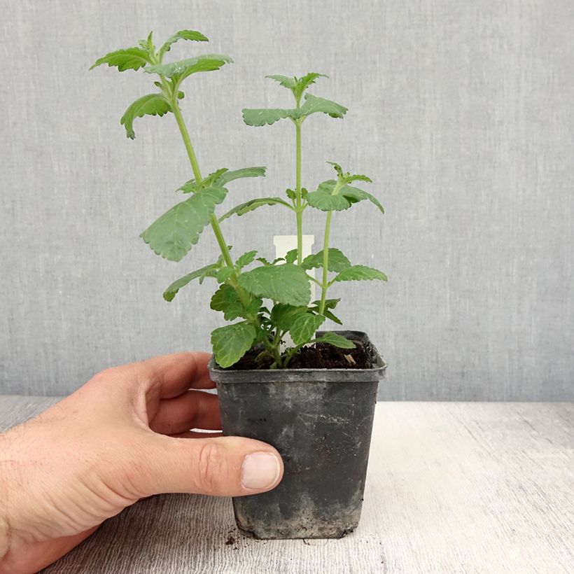 Example of Verveine Virgo up Purple Kweekpotje van 8/9 cm as you get in printemps