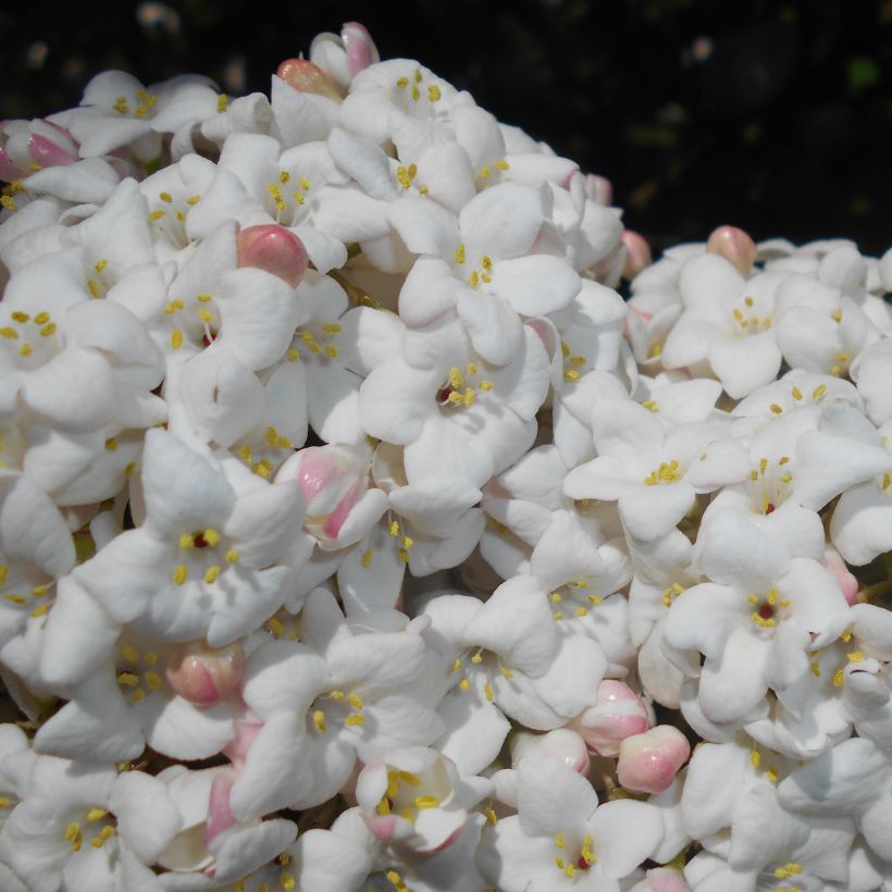 Viburnum x carlcephalum - Sneeuwbal (Flowering)