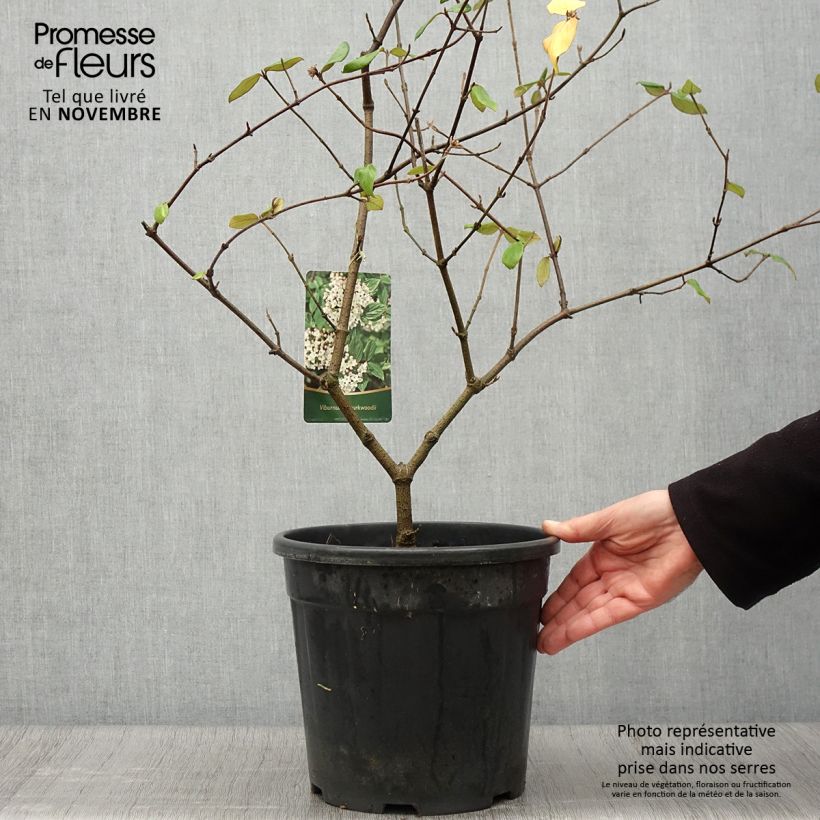 Exemplaar van Viburnum burkwoodii - Sneeuwbal Pot van 7,5 l/10 l zoals geleverd in de herfst