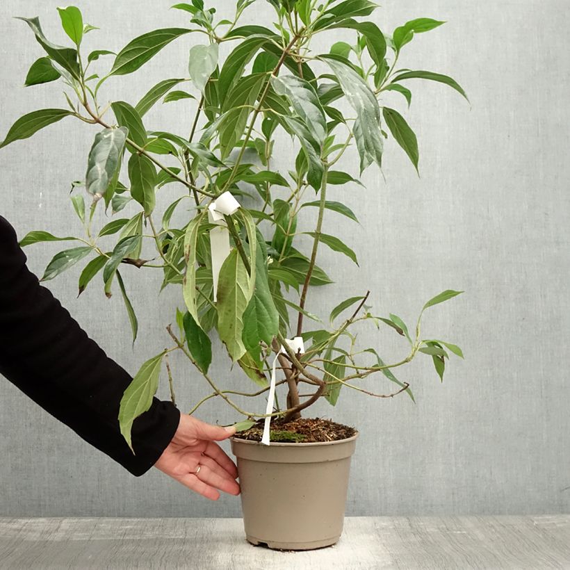 Exemplaar van Viburnum cylindricum - Viorne à fleurs tubulaires Pot de 4L/5L zoals geleverd in de herfst