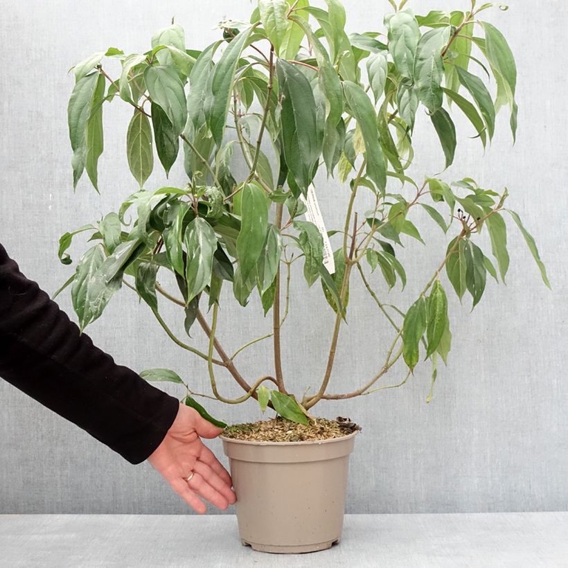 Example of Viburnum cylindricum - Viorne à fleurs tubulaires Pot van 4 l/5 l as you get in hiver