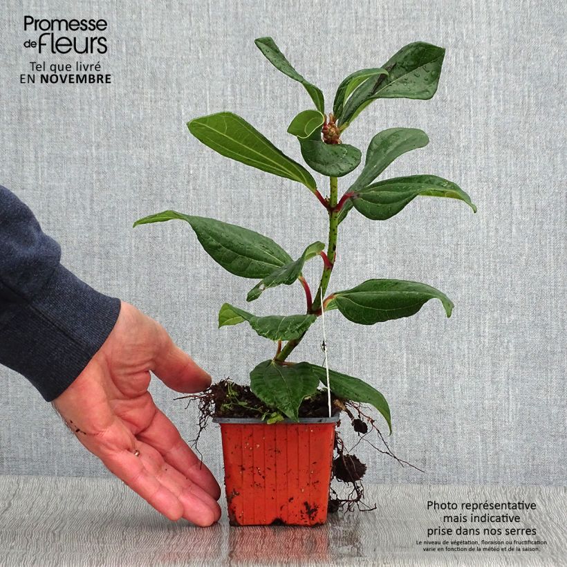 Exemplaar van Viburnum davidii - Sneeuwbal Kweekpotje van 8/9 cm zoals geleverd in de herfst