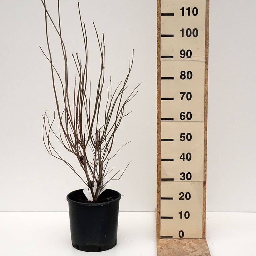 Example of Viburnum dentatum Blue Muffin - Sneeuwbal Pot van 12 l/15 l as you get in hiver