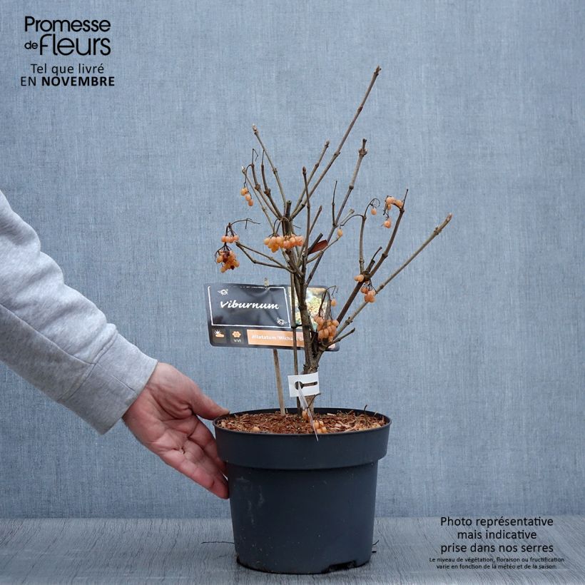 Exemplaar van Viburnum dilatatum Michael Dodge - Sneeuwbal Pot van 4 l/5 l zoals geleverd in de herfst