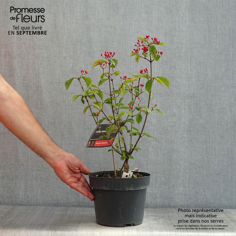 Exemplaar van Viburnum dilatatum Sealing Wax - Sneeuwbal Pot van 4 l/5 l zoals geleverd in de zomer
