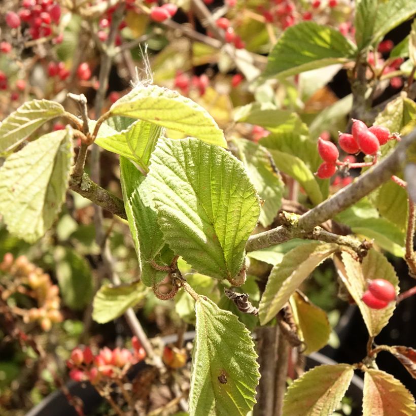 Viburnum dilatatum Sealing Wax - Sneeuwbal (Blad)