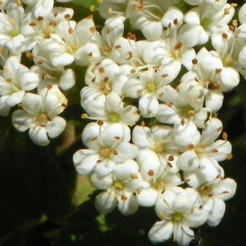 Viburnum lantana - Wollige sneeuwbal (Flowering)